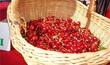 Crikvenica: Cherry Festival