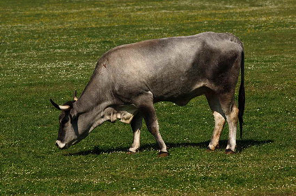 Etno park_Istarsko govedo
